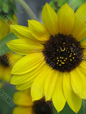 large yellow and brown flower