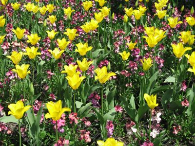 garden of yellow tulips