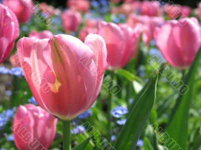 pink tulip garden