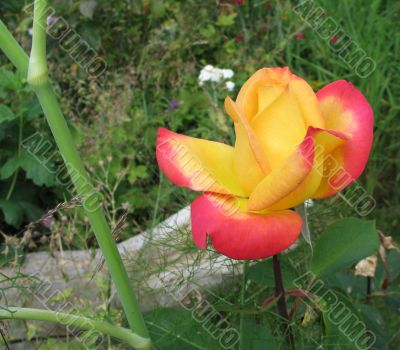 yellow and pink rose