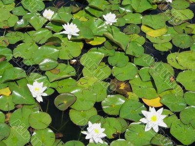 white water lilies