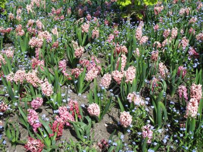 flower garden after the rain