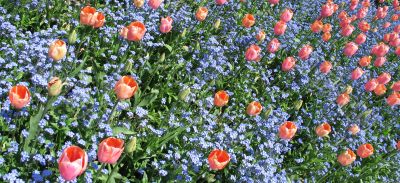 pink tulip garden