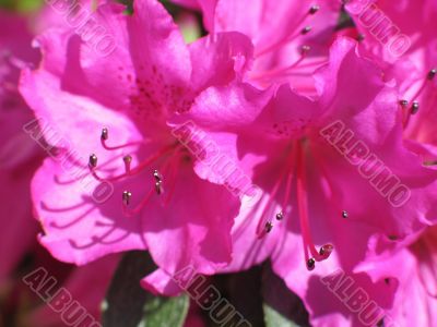 pink flower extreme close-up