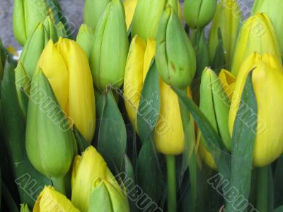yellow tulip buds