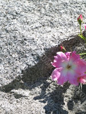 white and pink wild rose