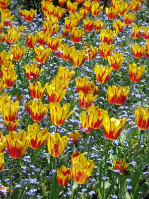yellow and red tulip garden
