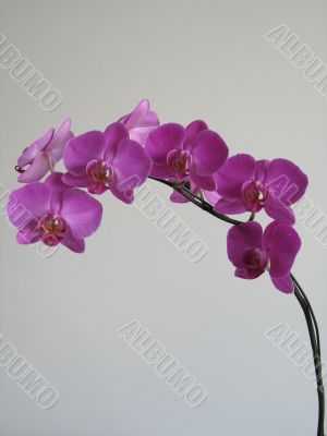 purple orchids