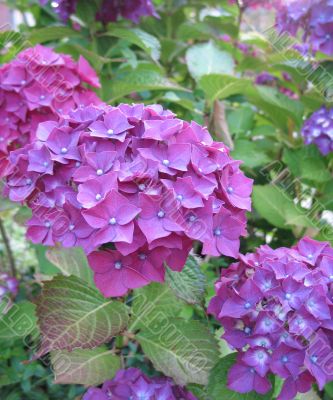 purple hydrangea