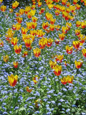 yellow and red tulip garden