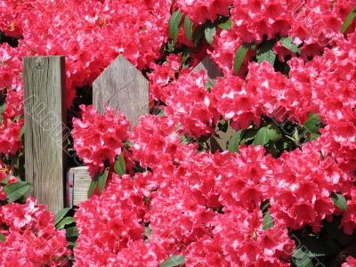 pink rhododendron on a fence