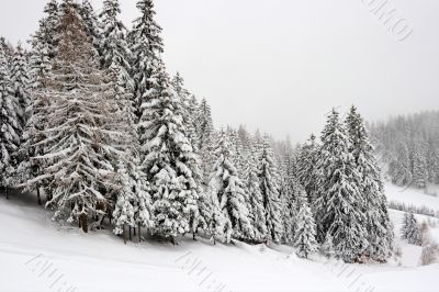 Winter