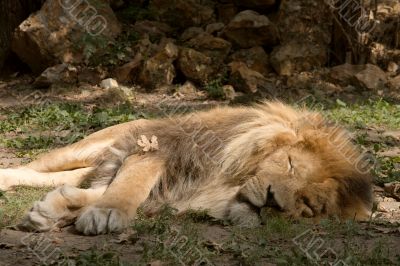Lion