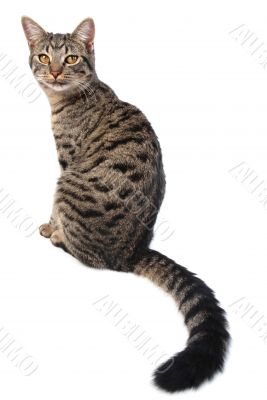 long tail cat