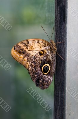 The butterfly in the greenhouse