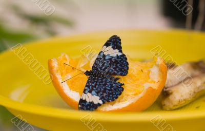 Breakfast of the butterfly