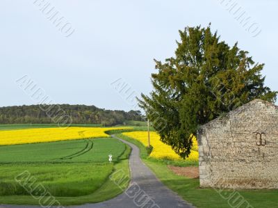Road through bittercress yellow field