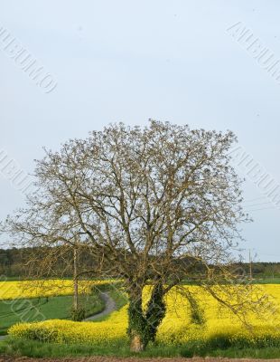 Single tree in a yellow bittercress fields