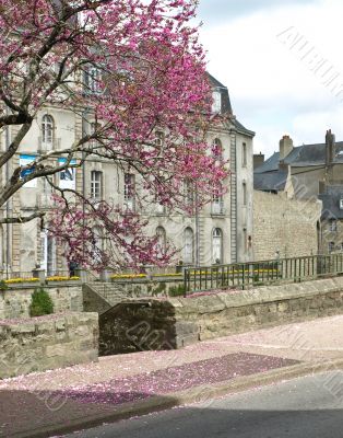 Pink flowers tree in old french town Vannes