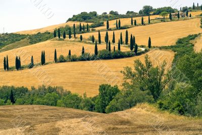 Famous winding road with cypresses in Tuscany