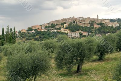 Panoramic view of Seggiano with old olive trees