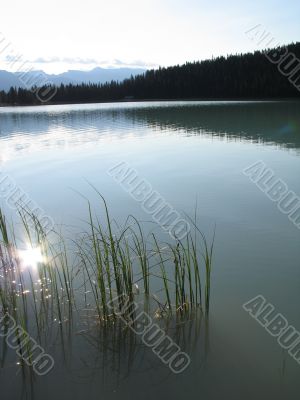 calm lake and forest