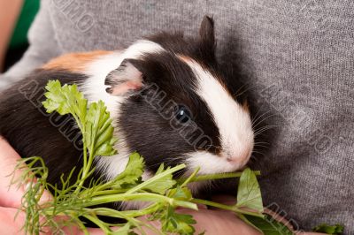 The cavy