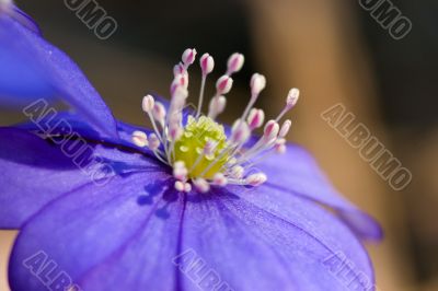 Northern flower of spring