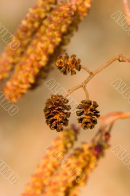 Alder cones