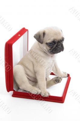 cute puppy in necklace box