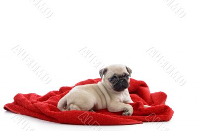 little puppy sitting on towel