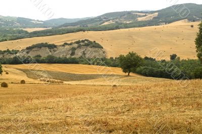 Landscape in Tuscany at summer
