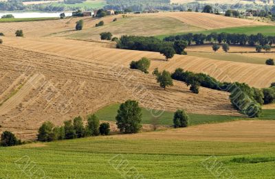 Landscape in Tuscany at summer
