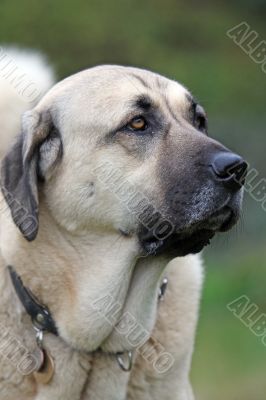 Anatolian Shepherd dog