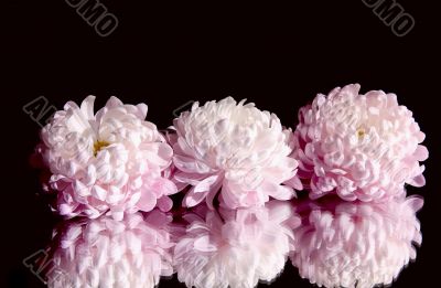 Three beautiful  chrysanthemums.