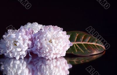 Beautiful chrysanthemums and leaf.