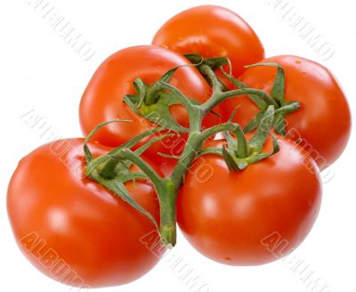 Red tomato