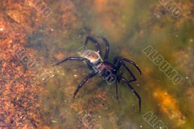Argyroneta aquatica in water