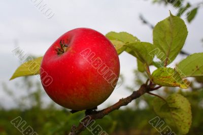 the apple harvest