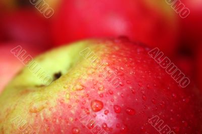 the apple harvest