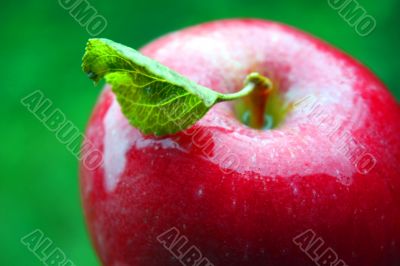 the apple harvest