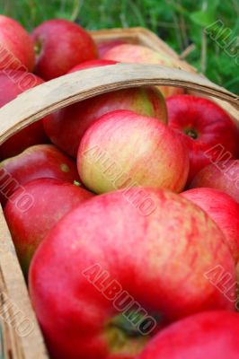 the apple harvest