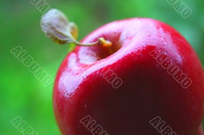 the apple harvest