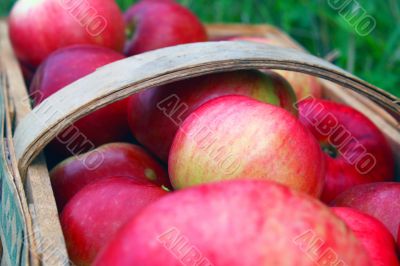 the apple harvest