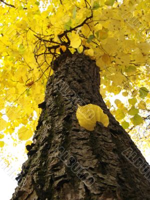 autumnal tree