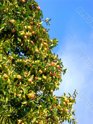 the apple harvest