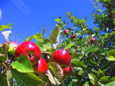 the apple harvest