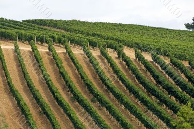 Vineyards of Montalcino (Tuscany)