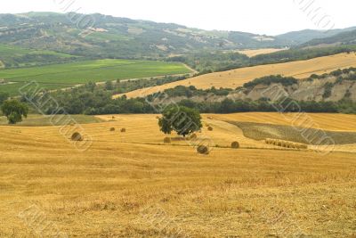 Landscape in Tuscany at summer