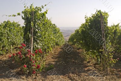Vineyards of Montalcino